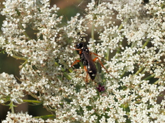 Cryptocheilus richardsi