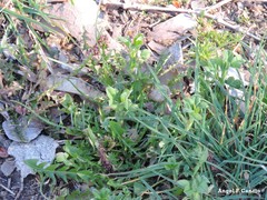 Taraxacum marginellum
