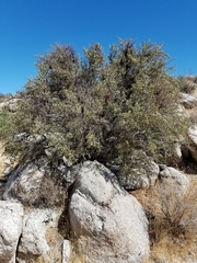 Pseudoziziphus parryi