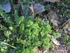 Taraxacum marginellum