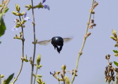 Xylocopa splendidula