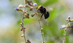 Xylocopa splendidula