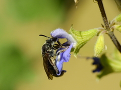 Pseudagapostemon