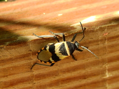 Largus fasciatus
