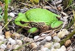 Gastrotheca