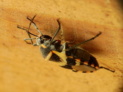 Largus fasciatus