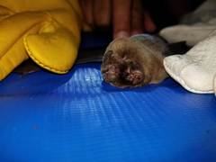 Mormoops megalophylla