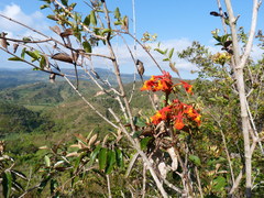 Epidendrum ibaguense