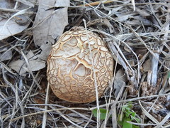Scleroderma texense
