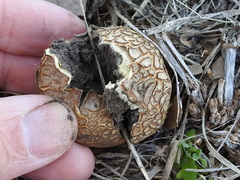Scleroderma texense