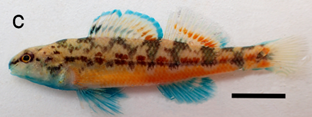 Yoknapatawpha Darter