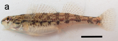 Yoknapatawpha Darter photo 2