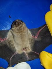 Mormoops megalophylla