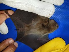 Mormoops megalophylla