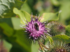 Pseudoanthidium nanum