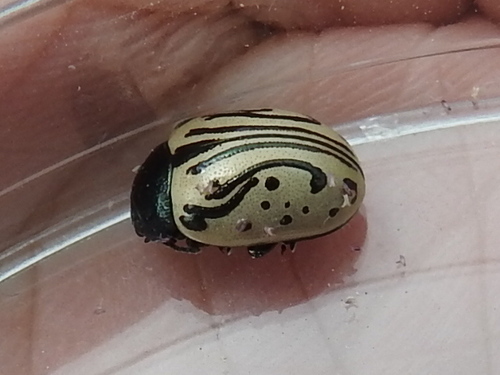 Calligrapha dislocata (Calligrapha dislocata)