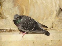 Columba livia domestica