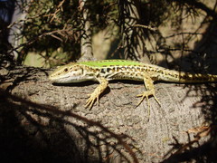 Podarcis siculus campestris