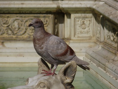 Columba livia domestica