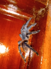 Lasiodora