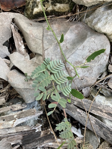 Smilax havanensis (Smilax havanensis)