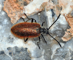 Lagria grenieri
