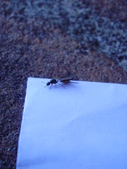 Formicidae