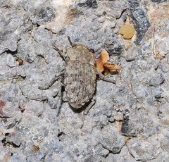 Leichenum pulchellum