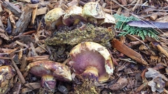 Boletus orovillus