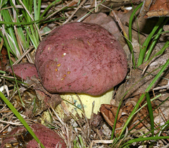 Butyriboletus roseopurpureus