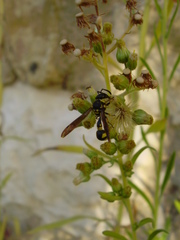 Eumeninae
