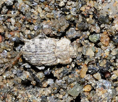 Leichenum pulchellum