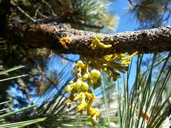 Arceuthobium campylopodum