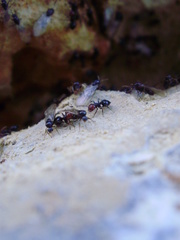 Crematogaster scutellaris