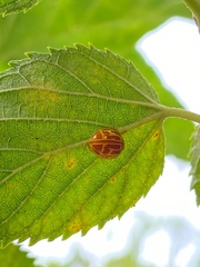 Neocalvia anastomozans