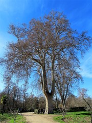 Platanus × hispanica
