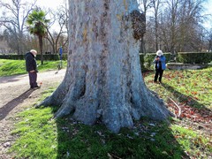 Platanus × hispanica