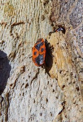 Pyrrhocoris apterus