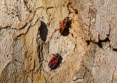 Pyrrhocoris apterus
