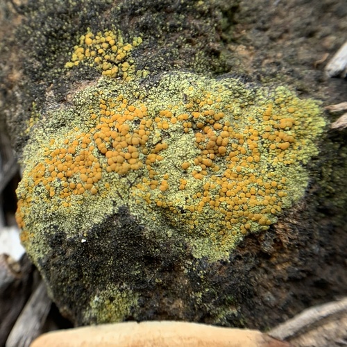 Sulphur Firedot
