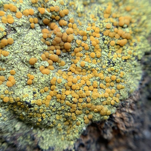 Sulphur Firedot