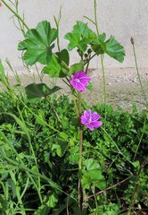 Malva sylvestris
