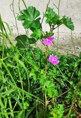 Malva sylvestris