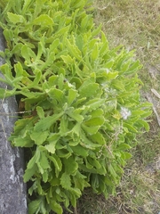 Senecio selloi