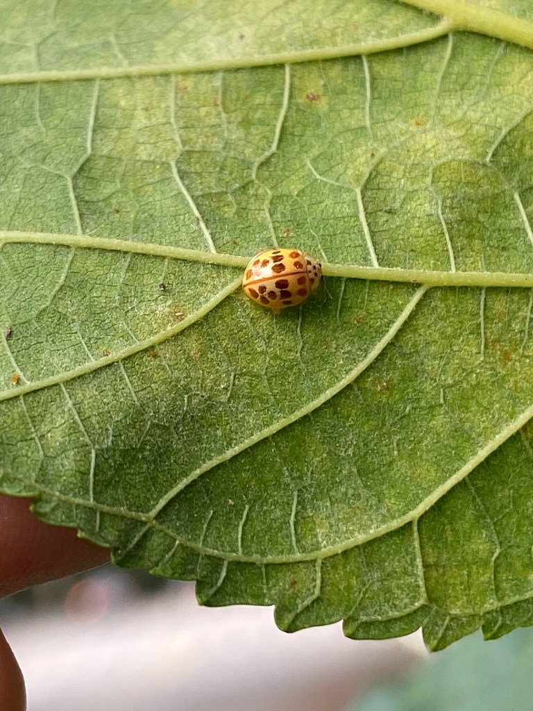 Psyllobora consitoides