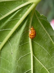 Neocalvia anastomozans