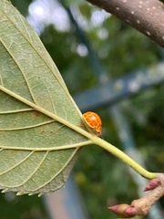 Neocalvia anastomozans