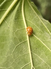 Neocalvia anastomozans