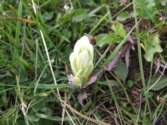 Castilleja septentrionalis
