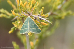 Microloxia ruficornis
